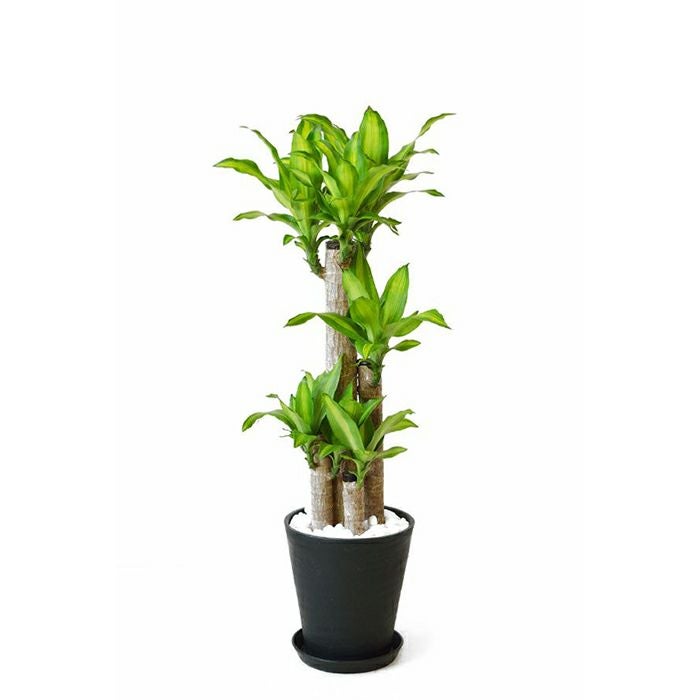 幸福の木 セラアート 8号鉢 観葉植物 本物