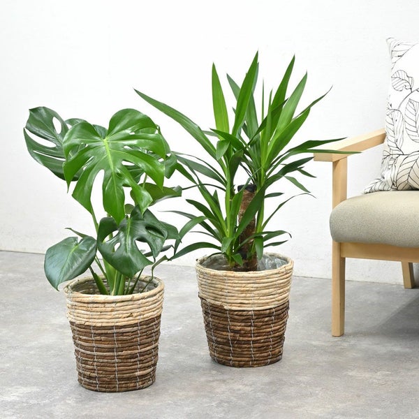 観葉植物 本物 2鉢セット 6号+6号 鉢カバー付き モンステラ 