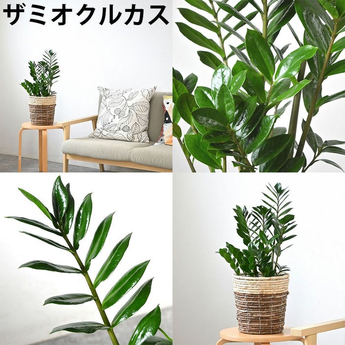 観葉植物 通販 2鉢セット 6号+6号 鉢カバー付き ヒメモンステラ サンスベリア 幸福の木 ウンベラータ ガジュマル おしゃれ インテリア