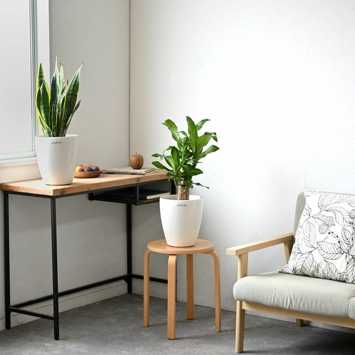 観葉植物 通販 2鉢セット 6号+6号 鉢カバー付き ヒメモンステラ サンスベリア 幸福の木 ウンベラータ ガジュマル おしゃれ インテリア