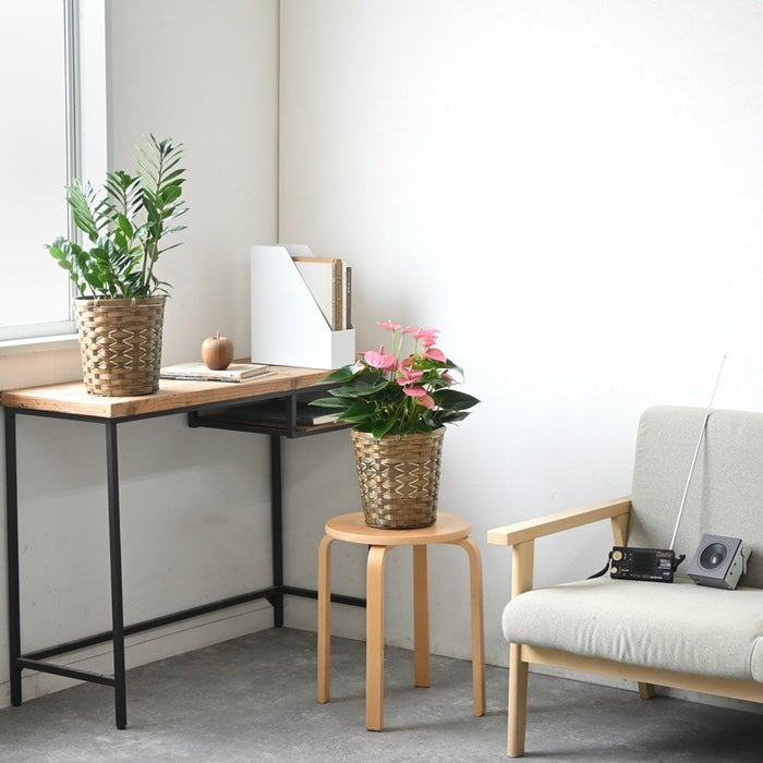 観葉植物 通販 2鉢セット 6号+6号 鉢カバー付き ヒメモンステラ サンスベリア 幸福の木 ウンベラータ ガジュマル おしゃれ インテリア