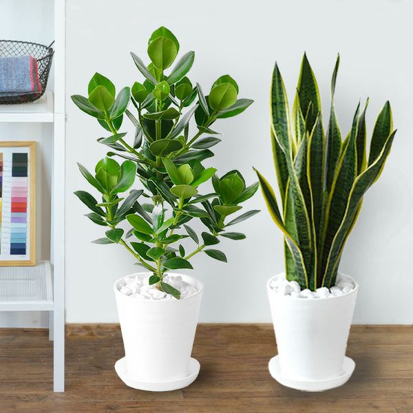観葉植物 本物 2鉢セット 6号+6号 セラアート鉢 モンステラ 