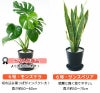 観葉植物 通販 2鉢セット 6号+6号 セラアート鉢 ヒメモンステラ サンスベリア 幸福の木 ウンベラータ ガジュマル おしゃれ インテリア ブラック ホワイト セラート鉢
