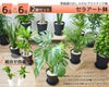 観葉植物 通販 2鉢セット 6号+6号 セラアート鉢 ヒメモンステラ サンスベリア 幸福の木 ウンベラータ ガジュマル おしゃれ インテリア ブラック ホワイト セラート鉢