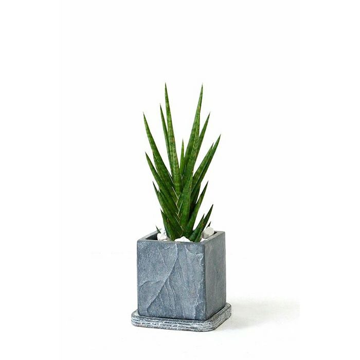 サンスベリア フランシシー スクエアストーンポット 観葉植物 本物
