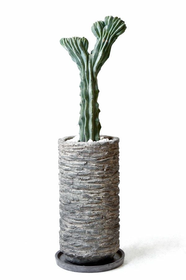 観葉植物 通販 竜神木