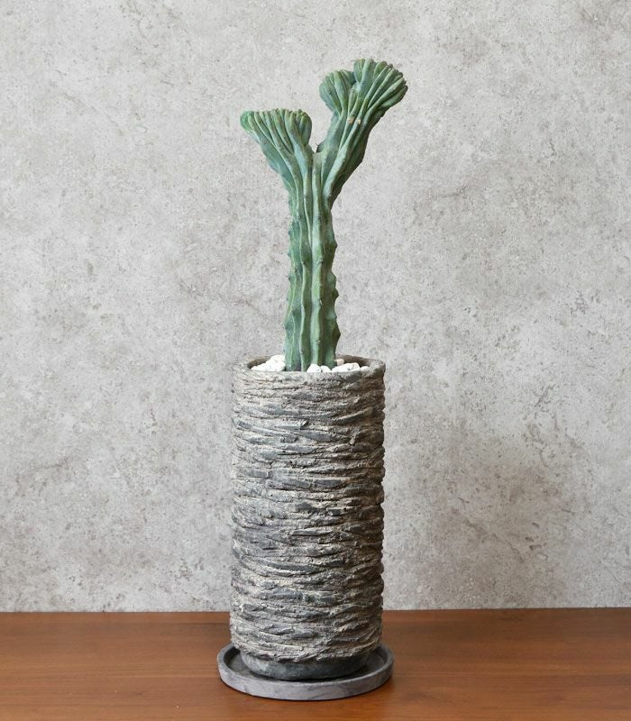 観葉植物 通販 竜神木