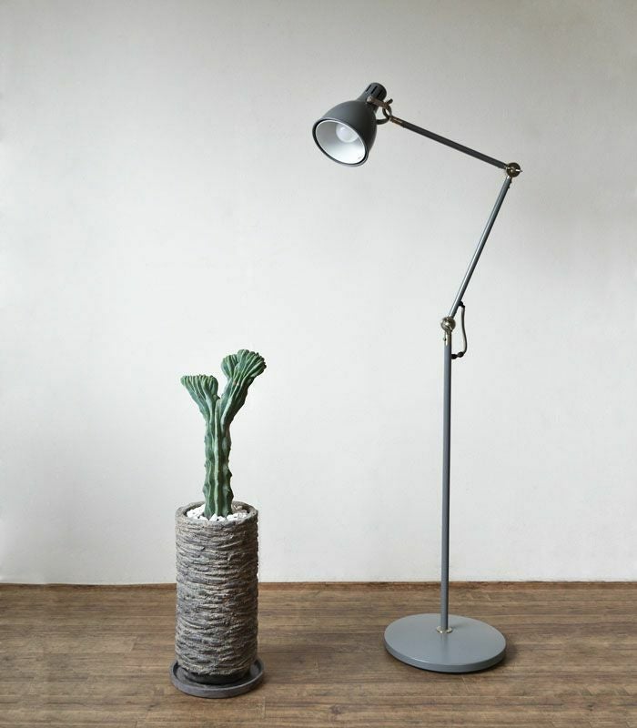 観葉植物 通販 竜神木