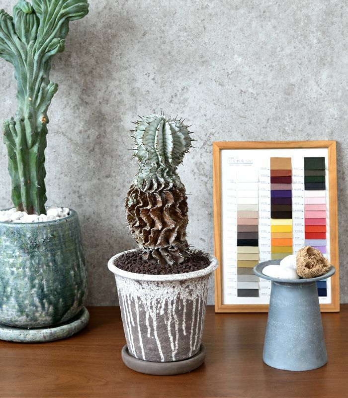 観葉植物 通販 ユーフォルビア・ホリダ