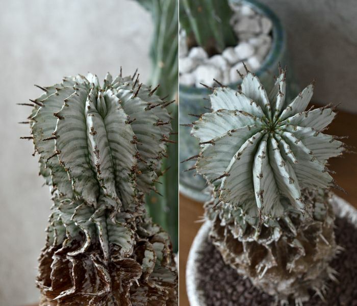 観葉植物 通販 ユーフォルビア・ホリダ