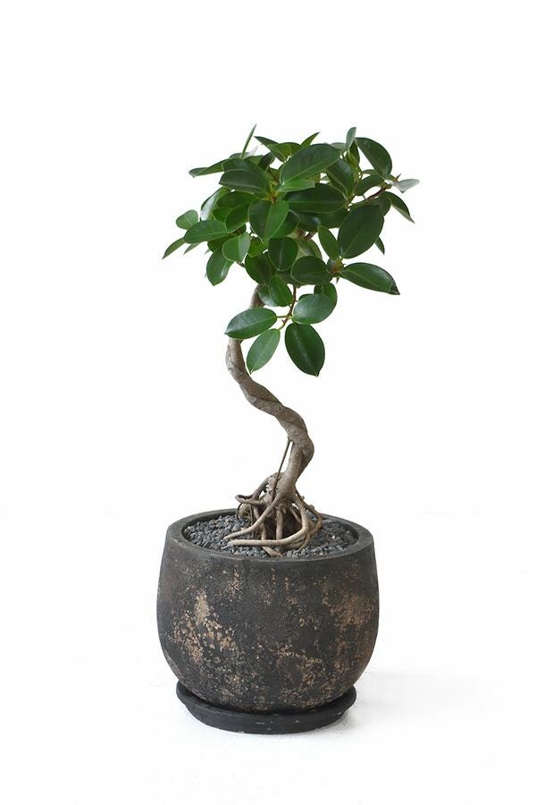 現品】 観葉植物 本物 選べる樹形 ガジュマル（根上がり） バルーン