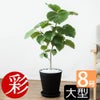 観葉植物 通販 フィカス・ウンベラータ 8号 セラアート鉢