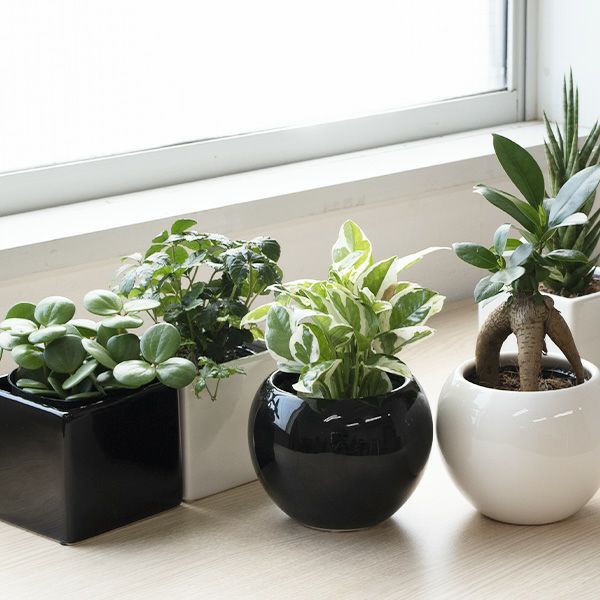 選べる ミニ 観葉植物 本物 ボウル＆スクエア 2カラー シャイニー