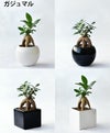 観葉植物 通販 選べる ミニ観葉植物ボウル＆スクエア 2カラー シャイニーポット ホワイト＆ブラックガジュマル ポトス サンスベリアペペロミア シュガーバイン