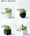 観葉植物 通販 選べる ミニ観葉植物ボウル＆スクエア 2カラー シャイニーポット ホワイト＆ブラックガジュマル ポトス サンスベリアペペロミア シュガーバイン