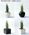 観葉植物 通販 選べる ミニ観葉植物ボウル＆スクエア 2カラー シャイニーポット ホワイト＆ブラックガジュマル ポトス サンスベリアペペロミア シュガーバイン