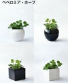 観葉植物 通販 選べる ミニ観葉植物ボウル＆スクエア 2カラー シャイニーポット ホワイト＆ブラックガジュマル ポトス サンスベリアペペロミア シュガーバイン