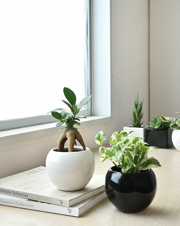 観葉植物 通販 選べる ミニ観葉植物ボウル＆スクエア 2カラー シャイニーポット ホワイト＆ブラックガジュマル ポトス サンスベリアペペロミア シュガーバイン