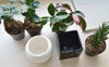 観葉植物 通販 選べる ミニ観葉植物ボウル＆スクエア 2カラー シャイニーポット ホワイト＆ブラックガジュマル ポトス サンスベリアペペロミア シュガーバイン