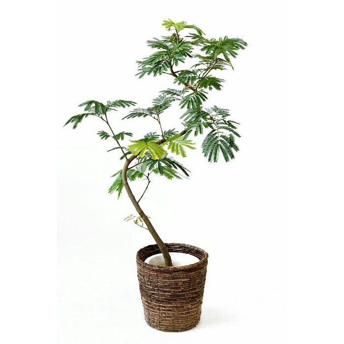 エバーフレッシュ 8号鉢 観葉植物 本物