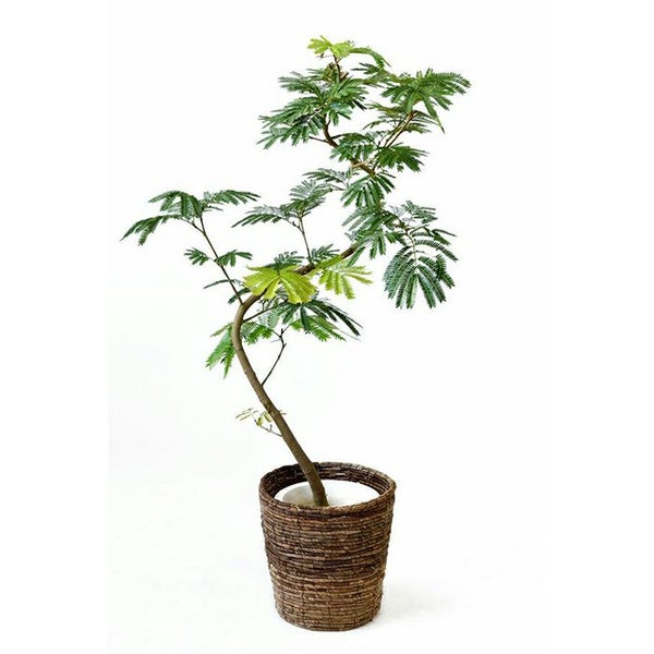 エバーフレッシュ 8号鉢 観葉植物 本物
