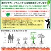 観葉植物 通販