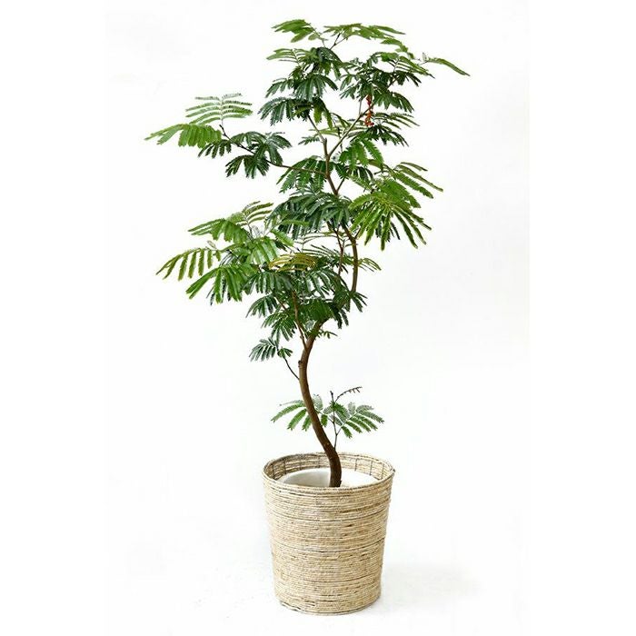 エバーフレッシュ 通販