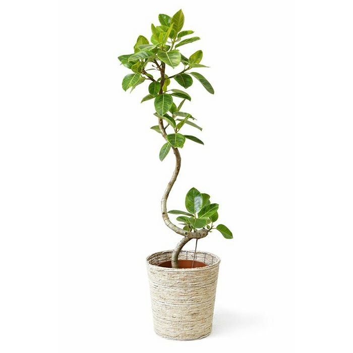 値下げしました！2/27まで　観葉植物 フィカス アルテシーマ 10号 曲り プラスチック鉢 観葉植物 本物 フィカス・アルテシーマ・バリエガタ 曲がり樹形 10号鉢