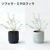 観葉植物 通販 選べる ミニ観葉植物2カラーマットポット ホワイト＆ブラックガジュマル ポトス サンスベリアペペロミア シュガーバイン