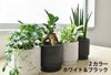 観葉植物 通販 選べる ミニ観葉植物2カラーマットポット ホワイト＆ブラックガジュマル ポトス サンスベリアペペロミア シュガーバイン