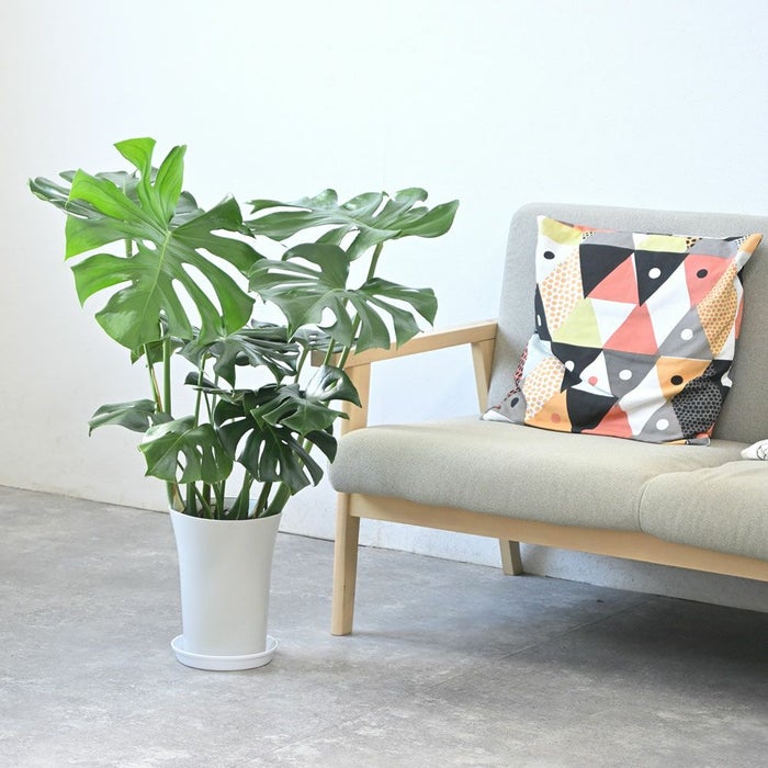 観葉植物 ヒメモンステラ 7号鉢 (レギュラーサイズ)KM040015