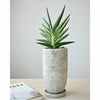 観葉植物 サンスベリア・ケニア セメントポットST060031