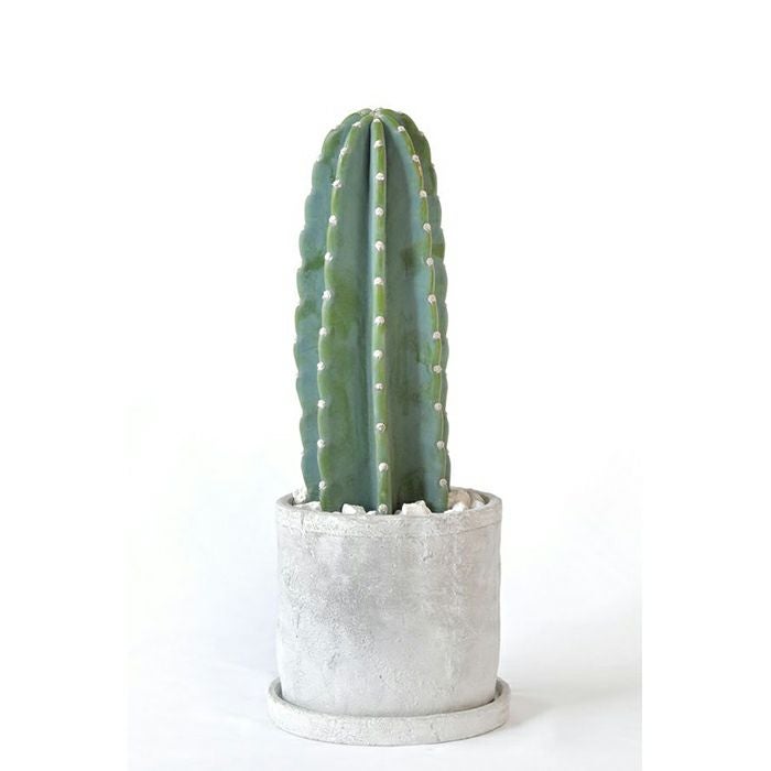 柱サボテン トゲなし 鬼面角 ヌーダム セメントシリンダーポット 観葉