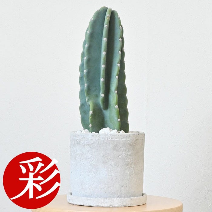 観葉植物 柱サボテン トゲなし 鬼面角 ヌーダム セメントシリンダーポット