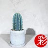 観葉植物 柱サボテン トゲなし 鬼面角 ヌーダム セメントシリンダーポット