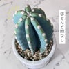 観葉植物 柱サボテン トゲなし 鬼面角 ヌーダム セメントシリンダーポット
