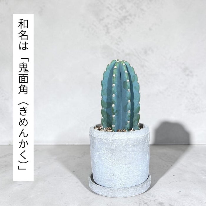 観葉植物 柱サボテン トゲなし 鬼面角 ヌーダム セメントシリンダーポット
