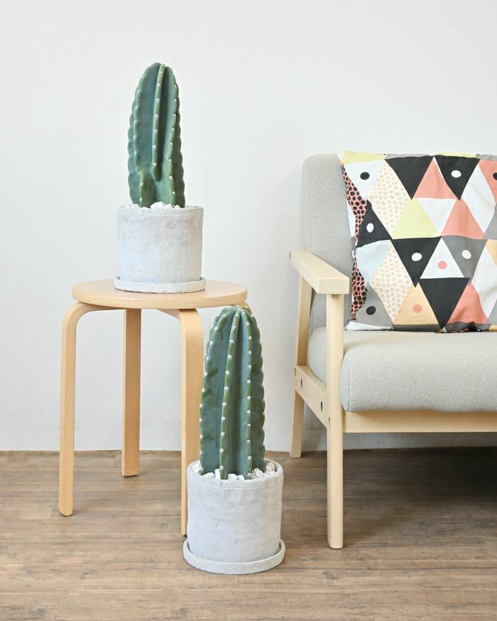 観葉植物 柱サボテン トゲなし 鬼面角 ヌーダム セメントシリンダーポット