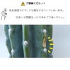 観葉植物 柱サボテン トゲなし 鬼面角 ヌーダム セメントシリンダーポット