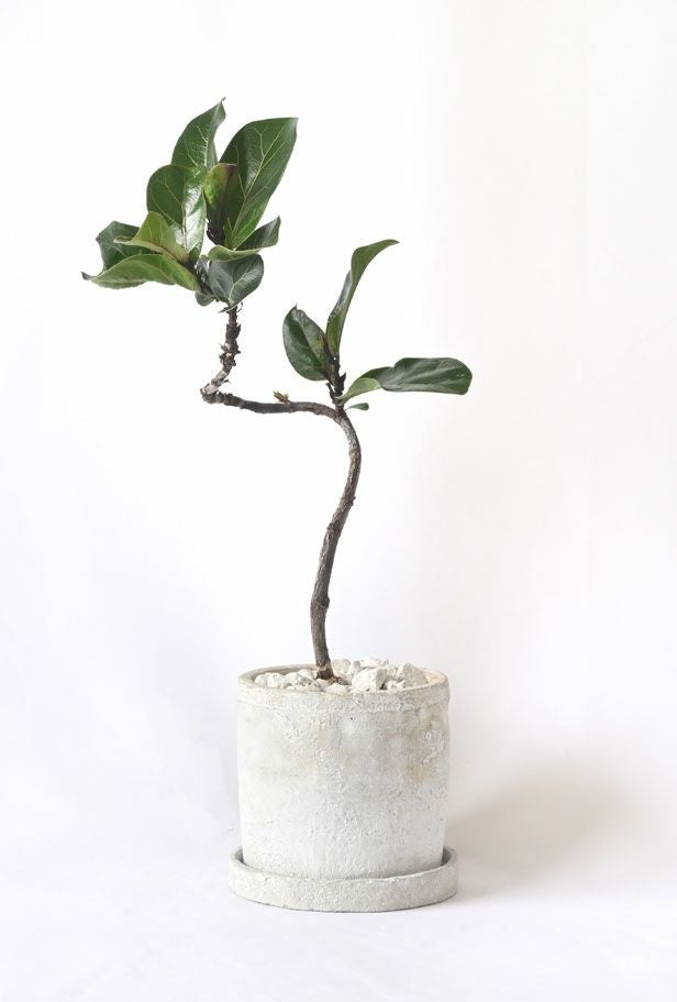 カシワバゴム・バンビーノ セメントシリンダーポット 観葉植物 本物