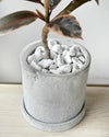 観葉植物 フィカス・ルビー セメントシリンダーポット