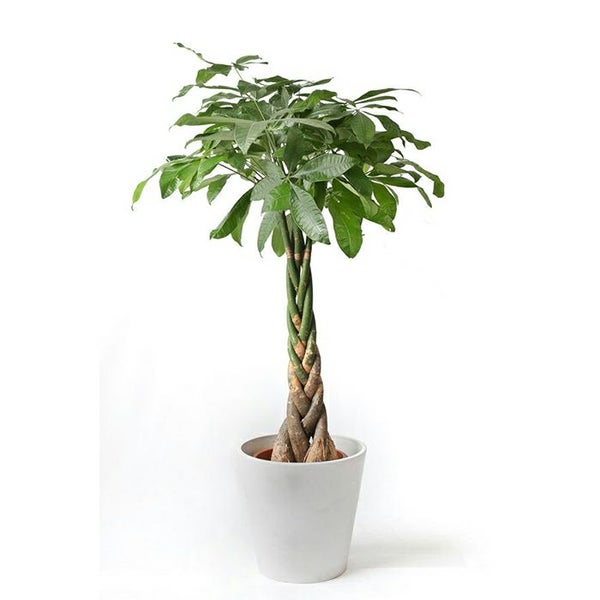 パキラ 8号鉢 鉢カバー付 プランターカバー・ガルボ 観葉植物 本物