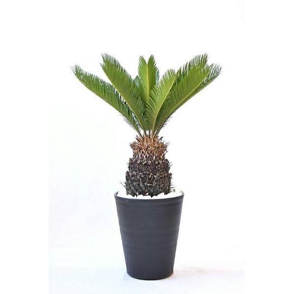 ソテツ セラアート鉢 10号鉢 【屋外用】 観葉植物 本物
