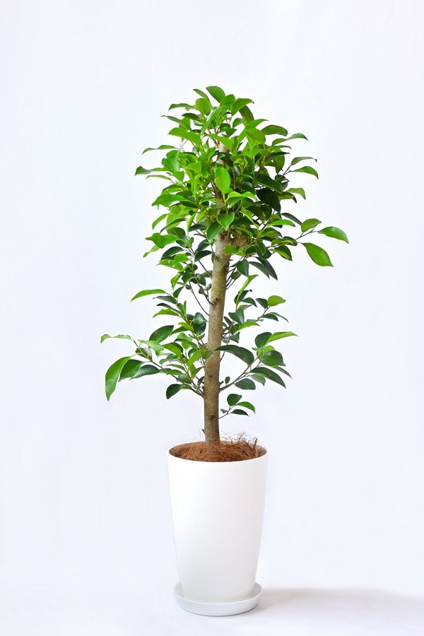 フィカス・ガジュマル 7号プラ鉢ロングポット 観葉植物 本物