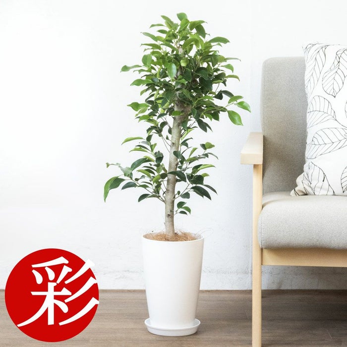 観葉植物 フィカス・ガジュマル 7号プラ鉢ロングポットRG050013