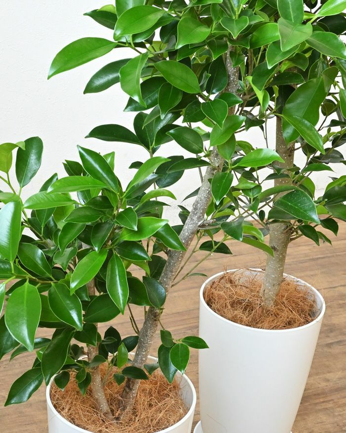 観葉植物 フィカス・ガジュマル 7号プラ鉢ロングポットRG050013