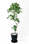 観葉植物 フィカス・ベンガレンシス 10号セラアート鉢