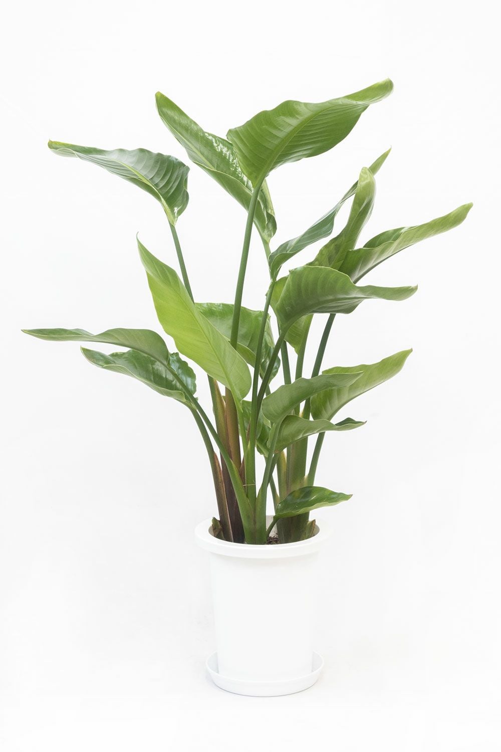ストレリチア・オーガスタ 7号鉢 観葉植物 本物