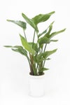 観葉植物 ストレリチア・オーガスタ 7号鉢