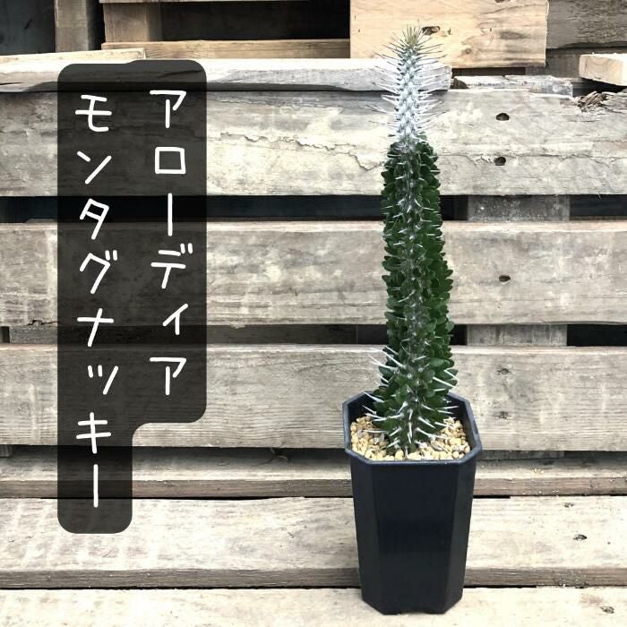 観葉植物 現品 アローディア モンタグナッキー 【アウトレット】
